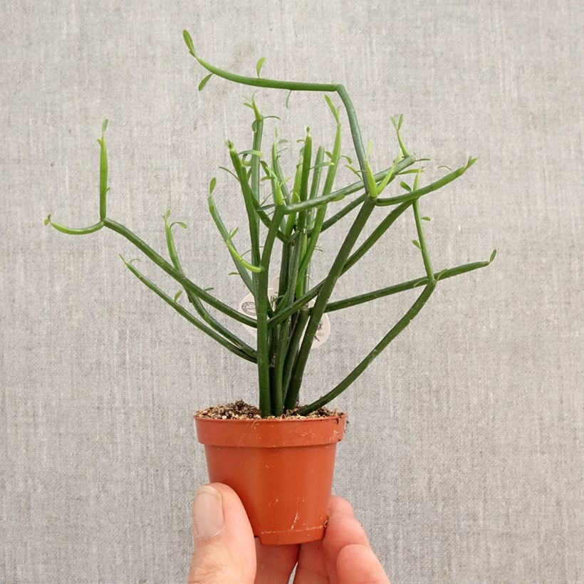 Exemplar von Bleistiftstrauch - Euphorbia tirucalli Mini-Pflanze wie im Frühjahr geliefert