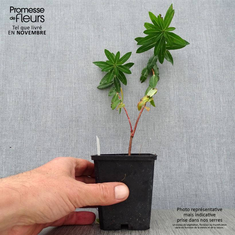Exemplar von Euphorbia wallichii - Wallichs Wolfsmilch Kleine Töpfe von 8/9 cm wie im Herbst geliefert