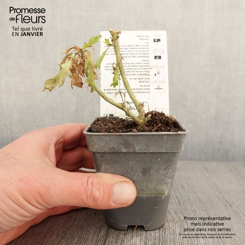 Exemplar von Euryops chrysanthemoides Sonnenschein - Goldmargerite Kleine Töpfe von 8/9 cm wie im Winter geliefert