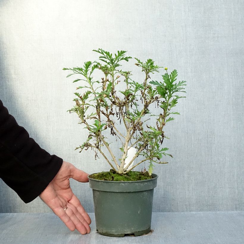 Exemplar von Euryops evansii  Topf mit 2L/3L wie im Herbst geliefert