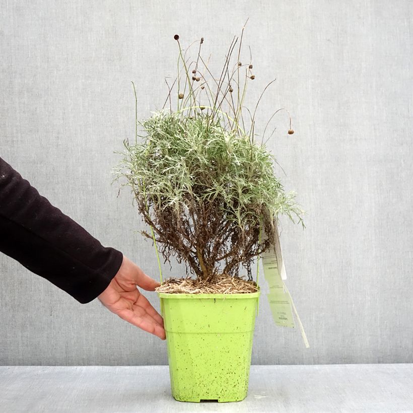 Exemplar von Euryops Infinity - Goldmargerite Topf mit 4L/5L wie im Winter geliefert