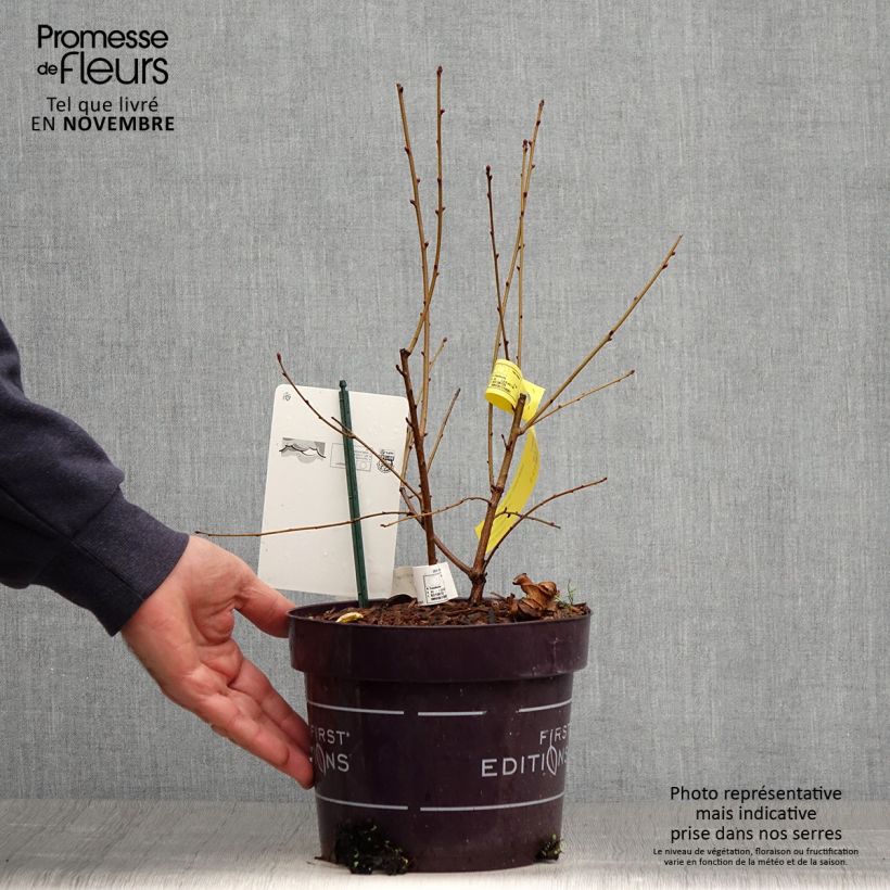 Exemplar von Prunkspiere Lotus Moon - Exochorda macrantha Topf mit 3L/4L wie im Herbst geliefert