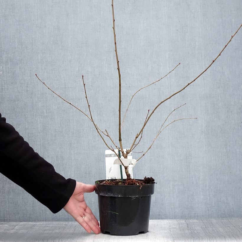 Exemplar von Prunkspiere Blushing Pearl - Exochorda racemosa Topf mit 3L/4L wie im Winter geliefert