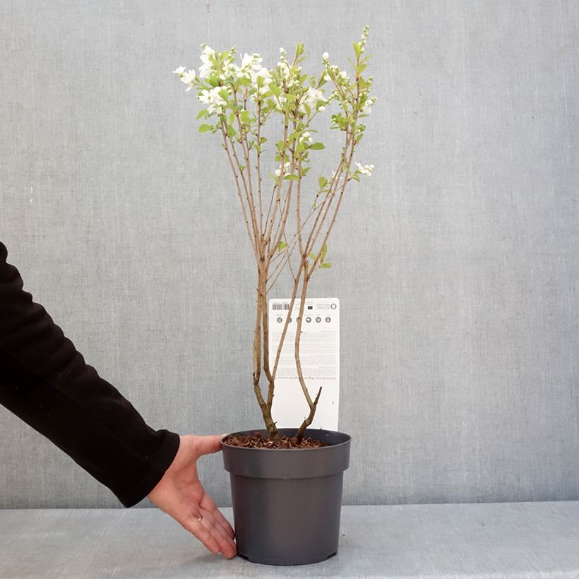 Exemplar von Prunkspiere Magical Springtime - Exochorda racemosa Topf mit 2L/3L wie im Winter geliefert