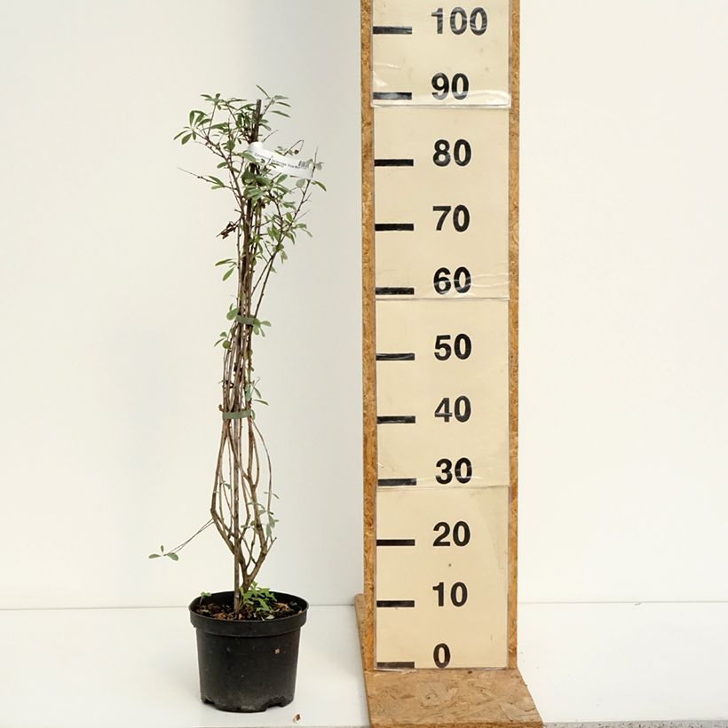 Exemplar von Prunkspiere Snow Mountain - Exochorda racemosa Topf mit 3L/4L wie im Sommer geliefert