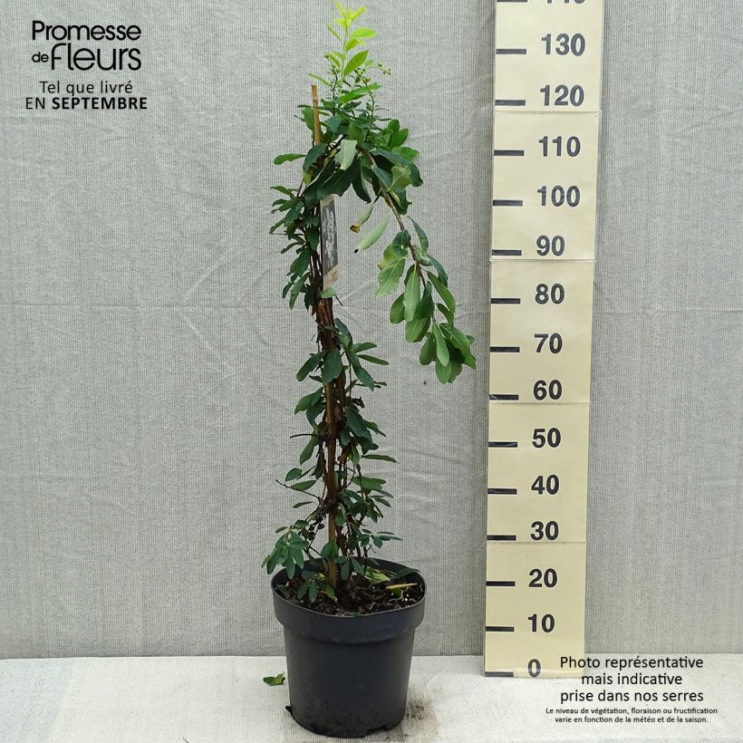 Exemplar von Prunkspiere The Bride - Exochorda macrantha Topf mit 12L/15L wie im Herbst geliefert