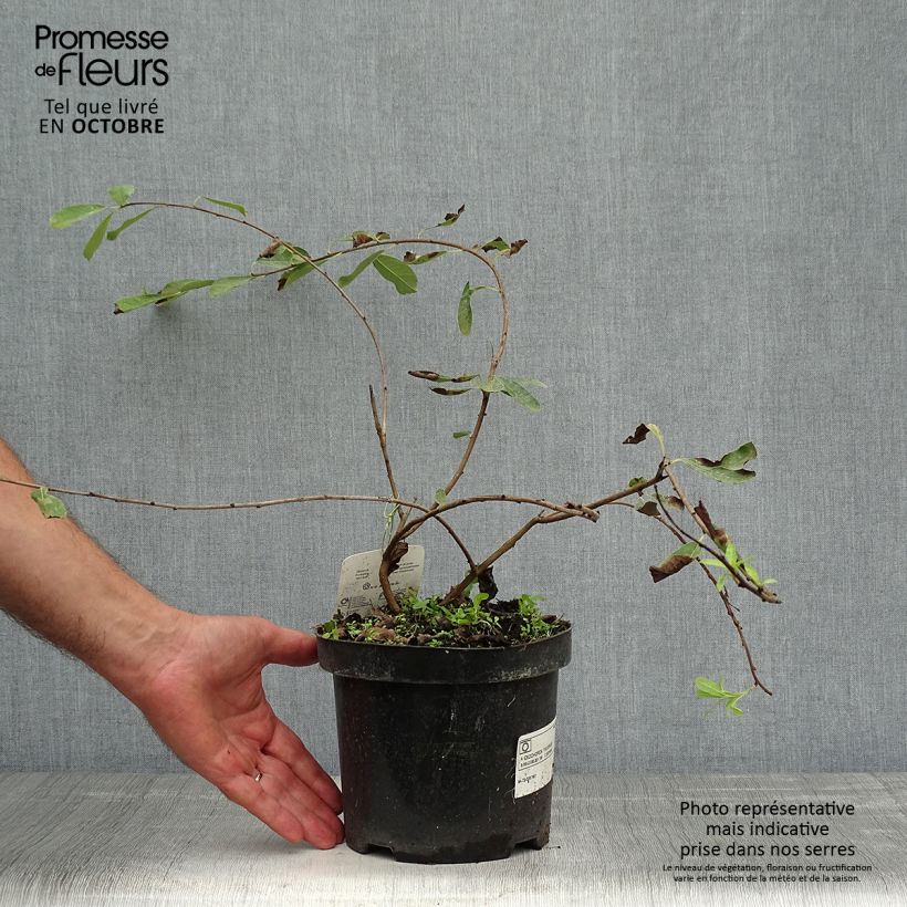 Exemplar von Prunkspiere The Bride - Exochorda macrantha Topf mit 2L/3L wie im Herbst geliefert