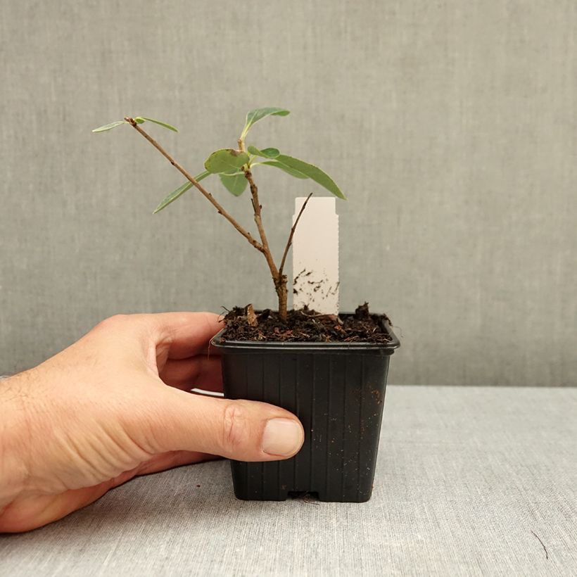Exemplar von Prunkspiere The Bride - Exochorda macrantha Kleine Töpfe von 8/9 cm wie im Herbst geliefert