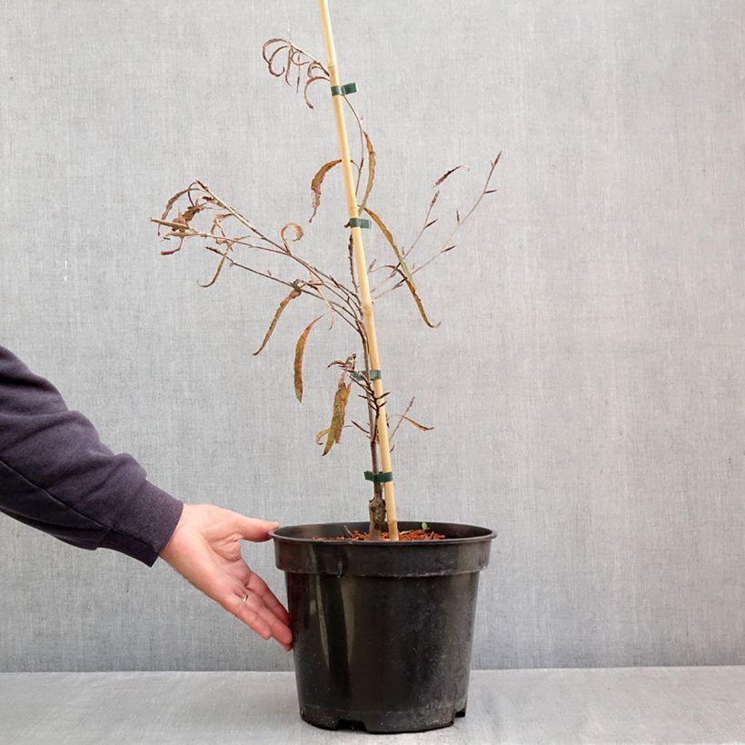 Exemplar von Rotbuche Ansorgei - Fagus sylvatica Topf mit 7,5L/10L wie im Herbst geliefert