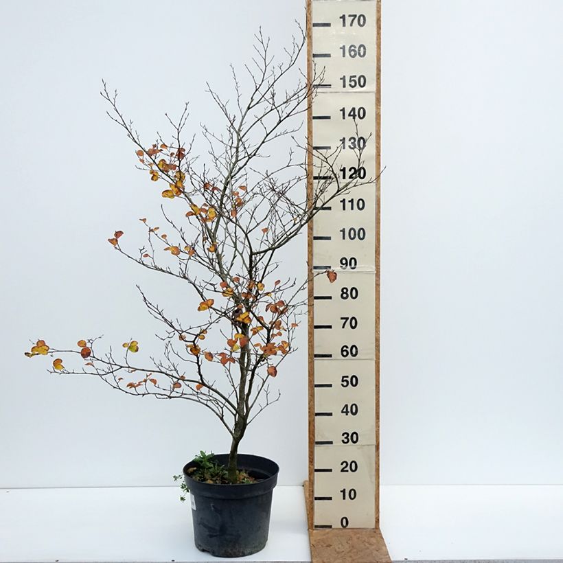 Exemplar von Rotbuche Cockleshell - Fagus sylvatica Topf mit 12L/15L wie im Herbst geliefert