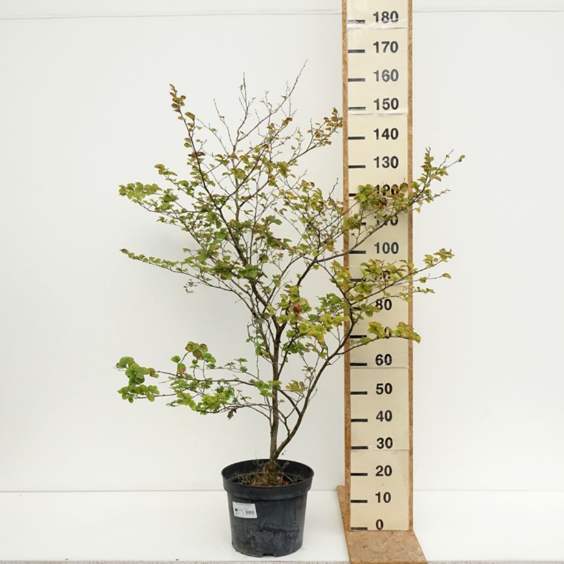 Exemplar von Rotbuche Cockleshell - Fagus sylvatica Topf mit 12L/15L wie im Sommer geliefert
