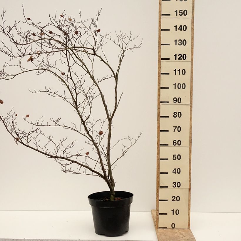 Exemplar von Rotbuche Cockleshell - Fagus sylvatica Topf mit 12L/15L wie im Winter geliefert