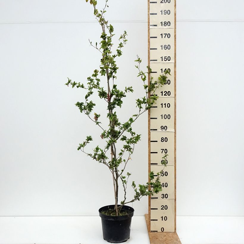 Exemplar von Rotbuche Cristata - Fagus sylvatica Topf mit 7,5L/10L wie im Sommer geliefert