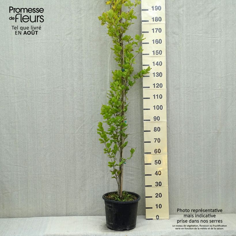 Exemplar von Rotbuche Dawyck Gold - Fagus sylvatica Topf mit 7,5L/10L wie im Sommer geliefert