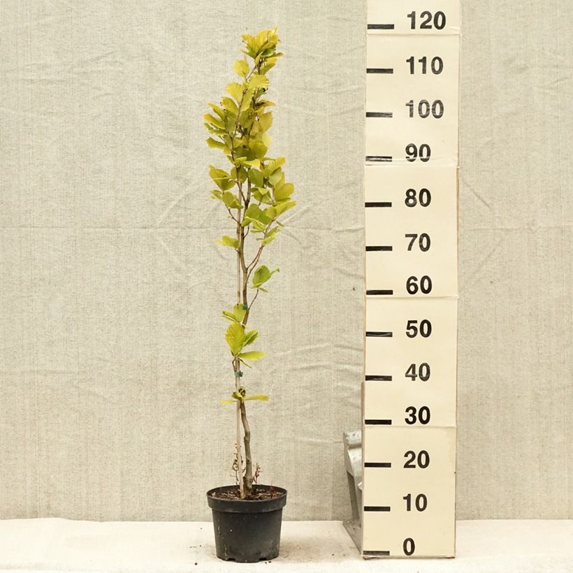 Exemplar von Rotbuche Dawyck Gold - Fagus sylvatica Topf mit 2L/3L wie im Sommer geliefert