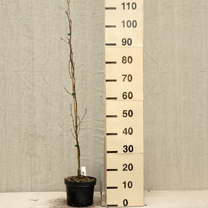 Exemplar von Rotbuche Dawyck Gold - Fagus sylvatica Topf mit 2L/3L wie im Frühjahr geliefert