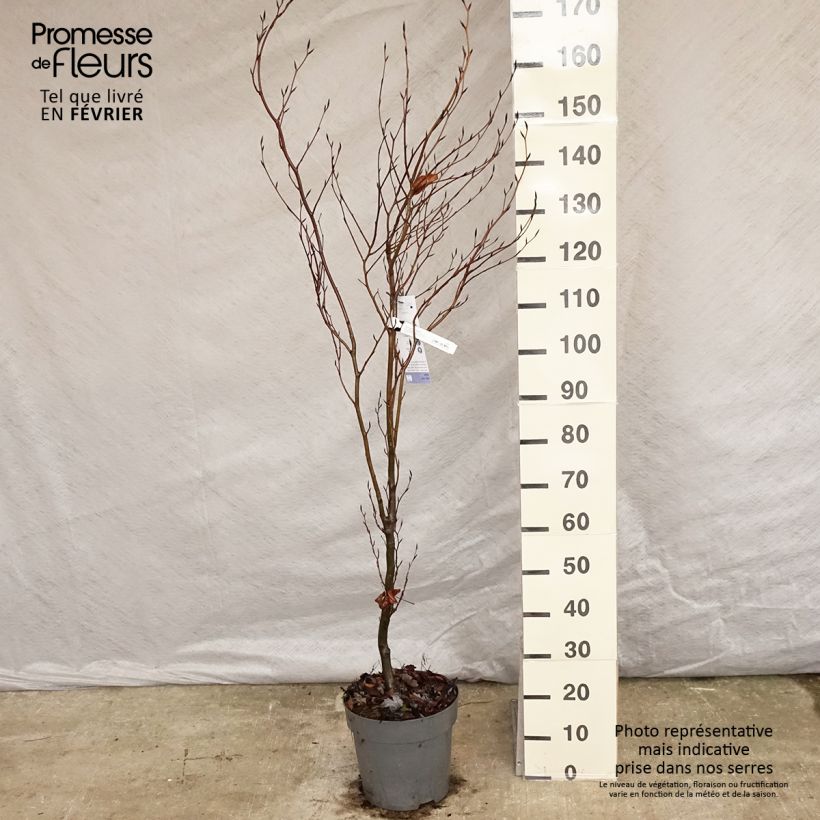 Exemplar von Rotbuche Dawyck - Fagus sylvatica Topf mit 4L/5L wie im Winter geliefert
