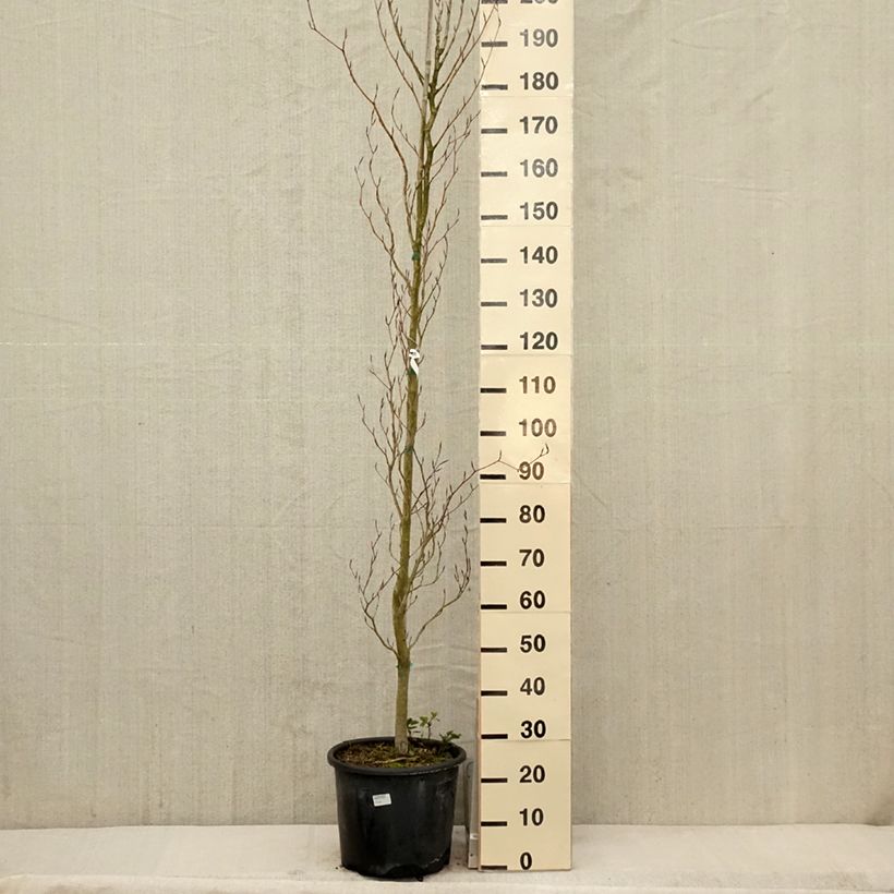 Exemplar von Rotbuche Dawyck Purple - Fagus sylvatica Topf mit 12L/15L wie im Frühjahr geliefert