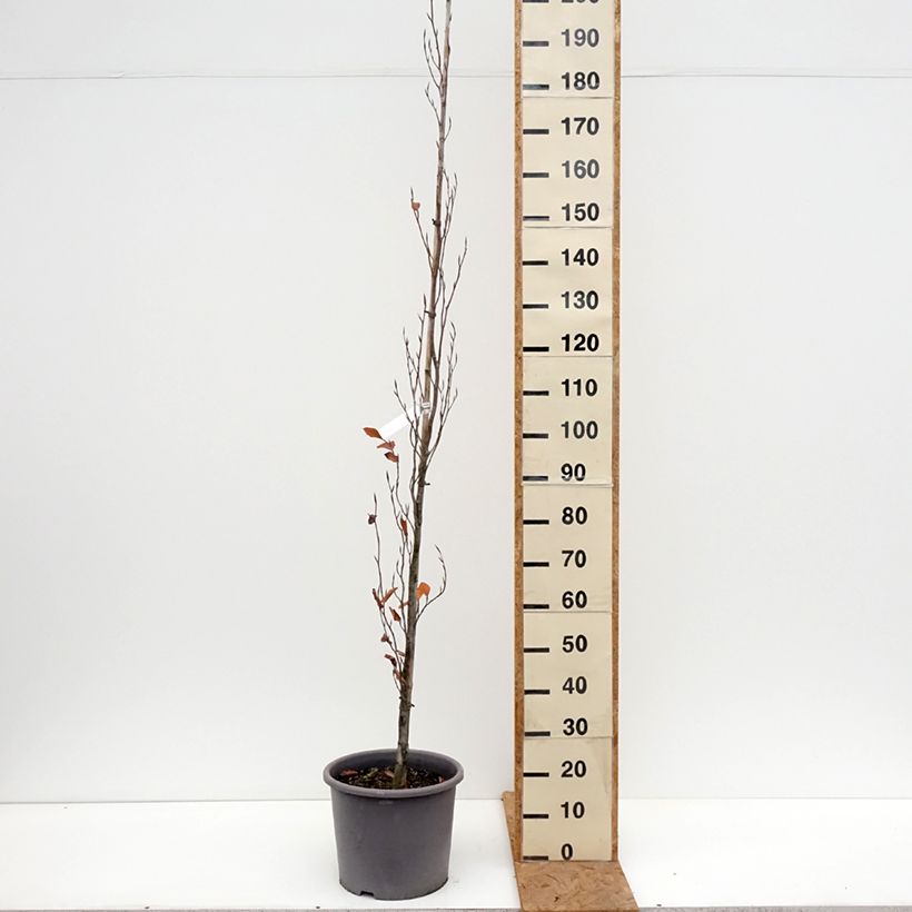 Exemplar von Rotbuche Dawyck Purple - Fagus sylvatica Topf mit 12L/15L wie im Herbst geliefert