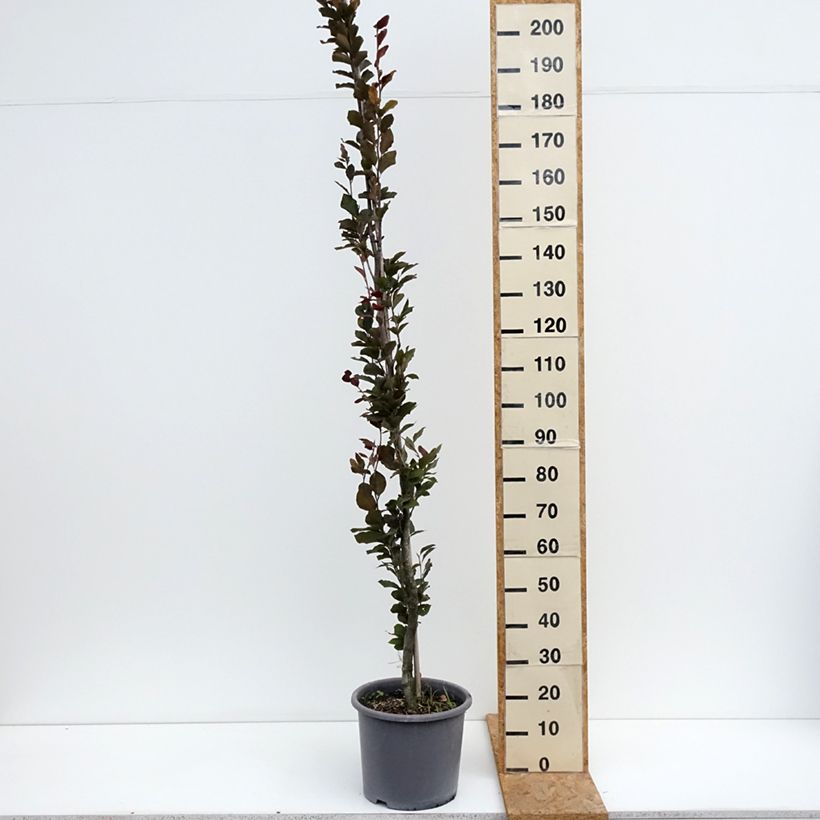 Exemplar von Rotbuche Dawyck Purple - Fagus sylvatica Topf mit 12L/15L wie im Sommer geliefert