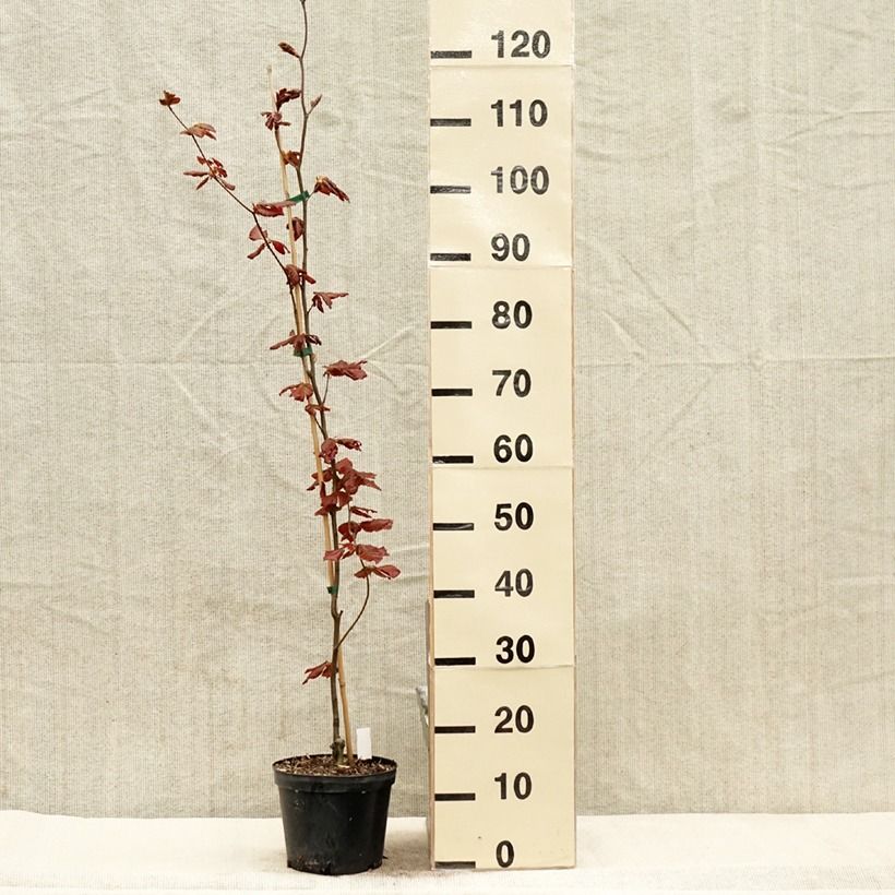 Exemplar von Rotbuche Dawyck Purple - Fagus sylvatica Topf mit 2L/3L wie im Frühjahr geliefert