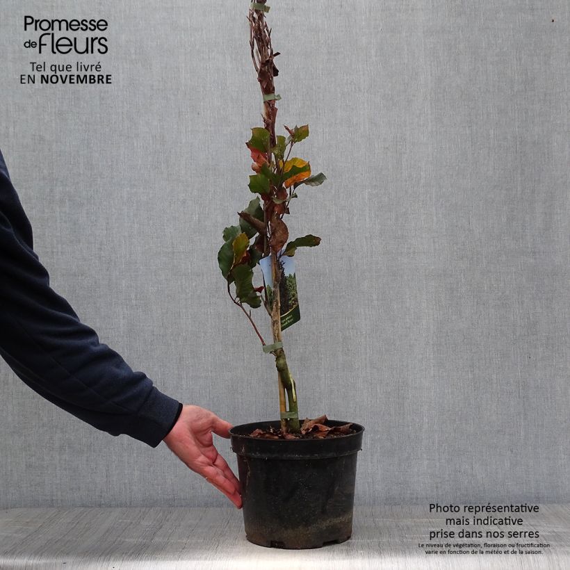 Exemplar von Rotbuche Dawyck Purple - Fagus sylvatica Topf mit 4L/5L wie im Herbst geliefert