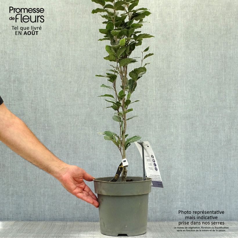 Exemplar von Rotbuche Dawyck Purple - Fagus sylvatica Topf mit 4L/5L wie im Sommer geliefert