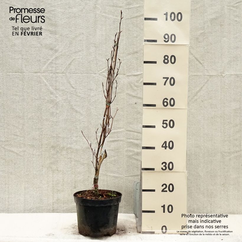 Exemplar von Rotbuche Dawyck Purple - Fagus sylvatica Topf mit 4L/5L wie im Winter geliefert