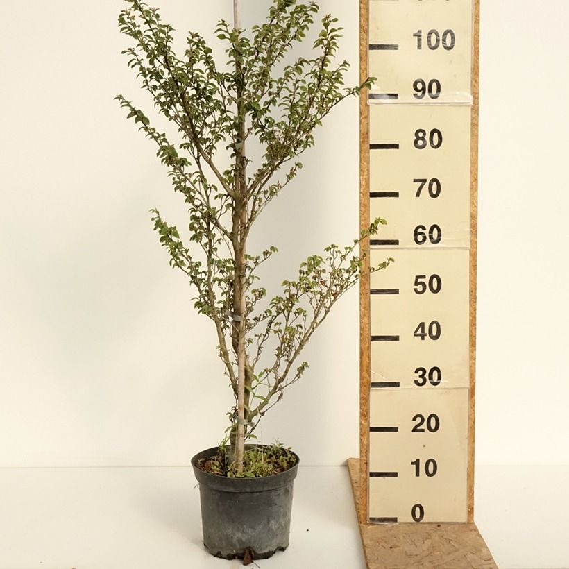 Exemplar von Rotbuche Felderbach - Fagus sylvatica Topf mit 4L/5L wie im Sommer geliefert
