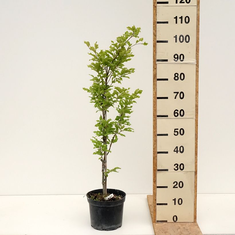 Exemplar von Rotbuche Interrupta - Fagus sylvatica Topf mit 4L/5L wie im Frühjahr geliefert