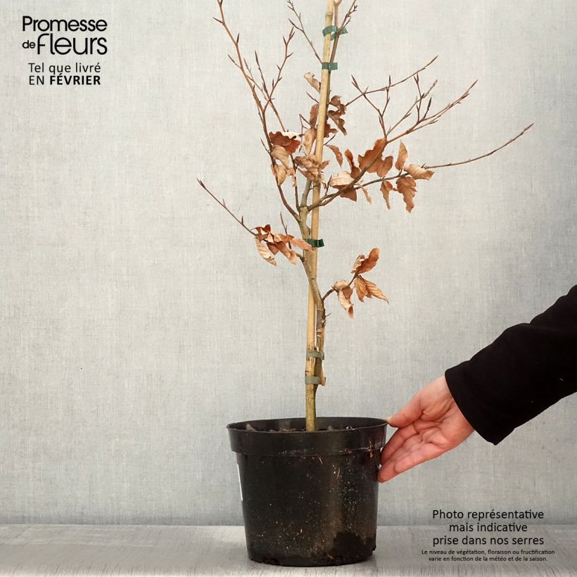 Exemplar von Rotbuche Marmor Star - Fagus sylvatica Topf mit 4L/5L wie im Winter geliefert