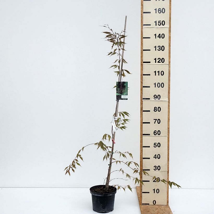 Exemplar von Rotbuche Midnight Feather - Fagus sylvatica Topf mit 4L/5L wie im Sommer geliefert