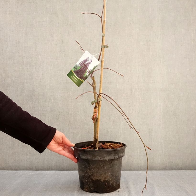 Exemplar von Rotbuche Purple Fountain - Fagus sylvatica Topf mit 4L/5L wie im Winter geliefert