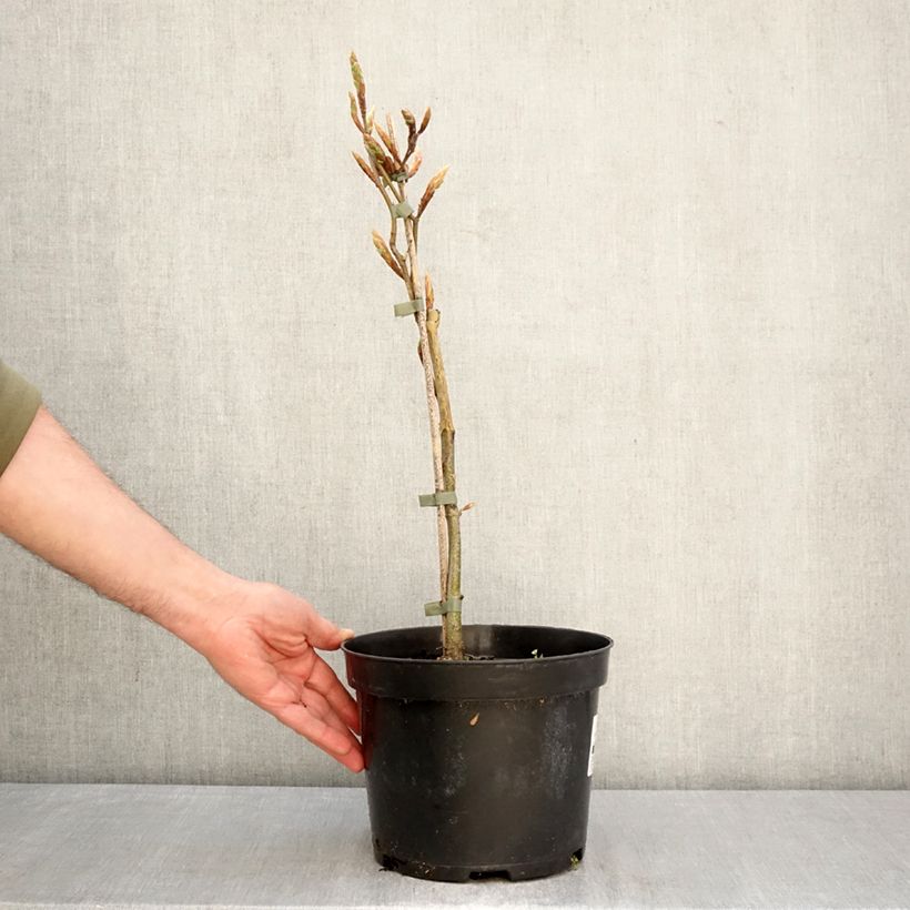 Exemplar von Rotbuche Rohan Gold - Fagus sylvatica Topf mit 4L/5L wie im Frühjahr geliefert