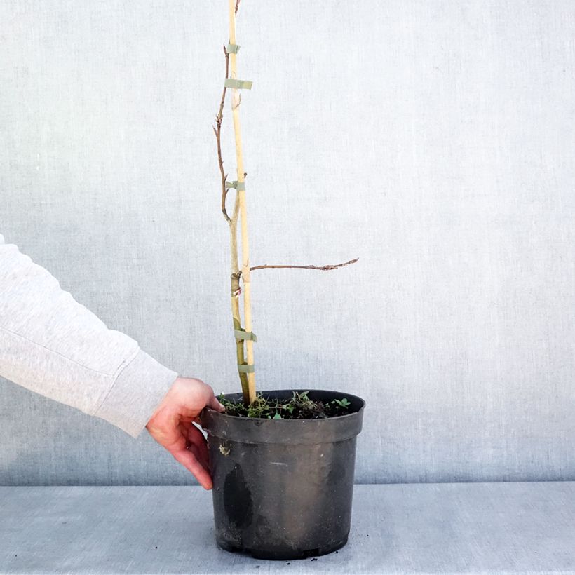 Exemplar von Rotbuche Rohan Green Weeping - Fagus sylvatica Topf mit 4L/5L, Stamm wie im Frühjahr geliefert