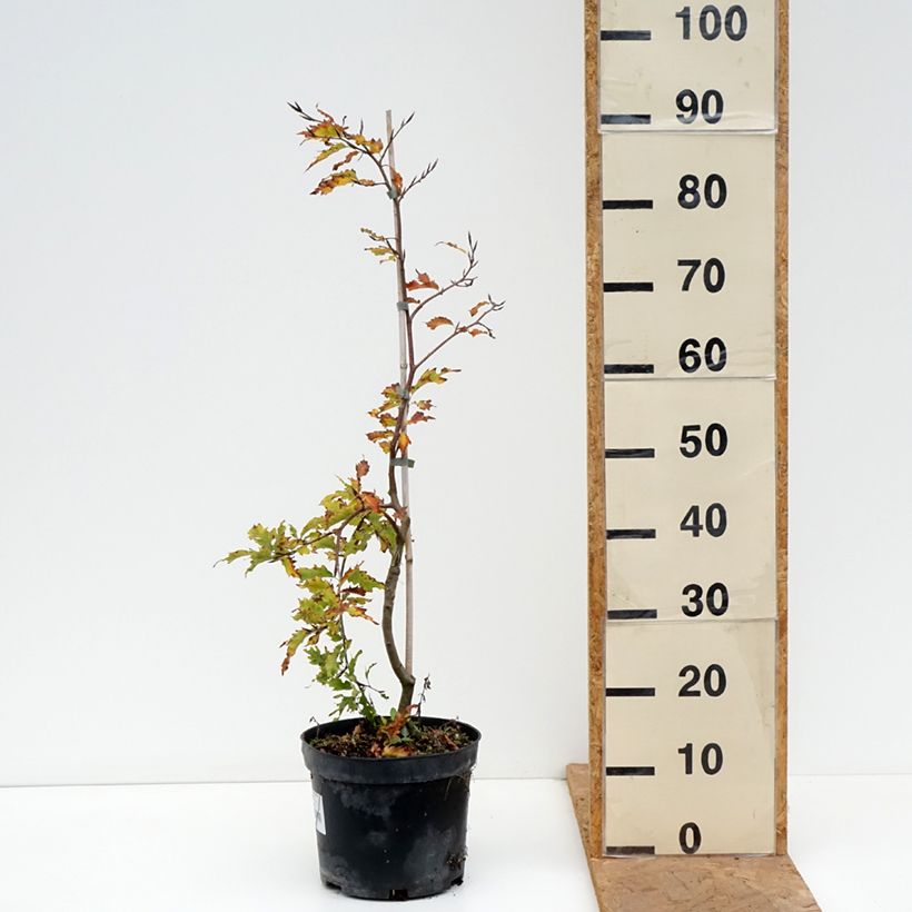 Exemplar von Rotbuche Rohan Green Weeping - Fagus sylvatica Topf mit 4L/5L wie im Herbst geliefert