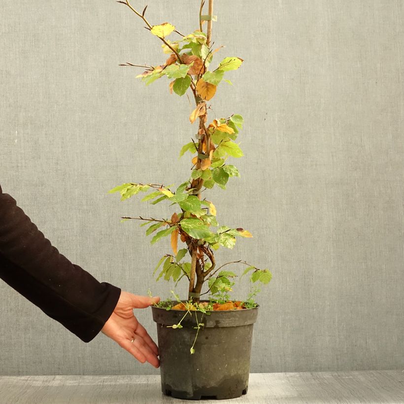Exemplar von Rotbuche Rolf Marquardt - Fagus sylvatica Topf mit 4L/5L wie im Herbst geliefert