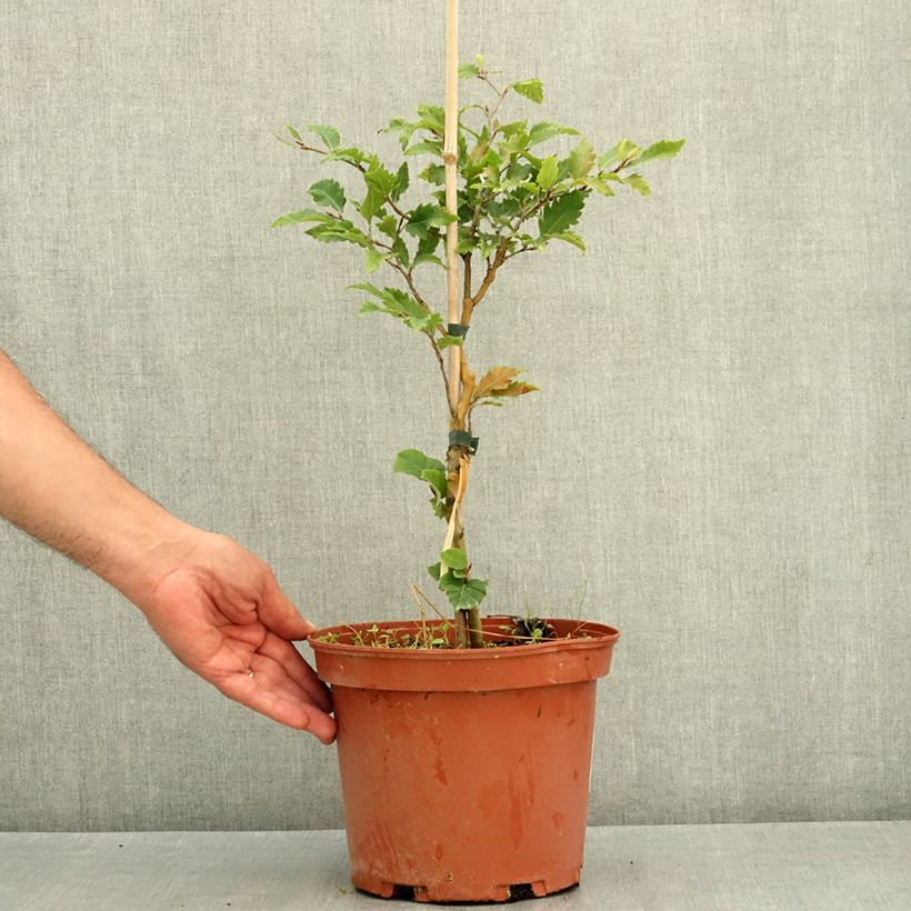 Exemplar von Rotbuche Sandrode - Fagus sylvatica Topf mit 4L/5L wie im Sommer geliefert