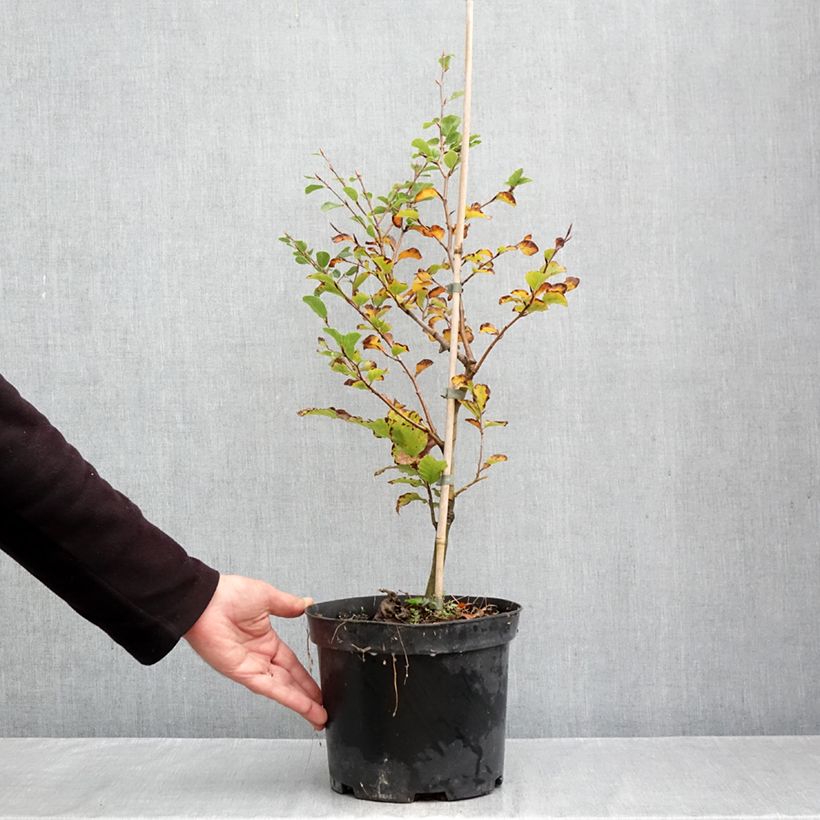 Exemplar von Rotbuche Skrzat - Fagus sylvatica Topf mit 4L/5L wie im Herbst geliefert