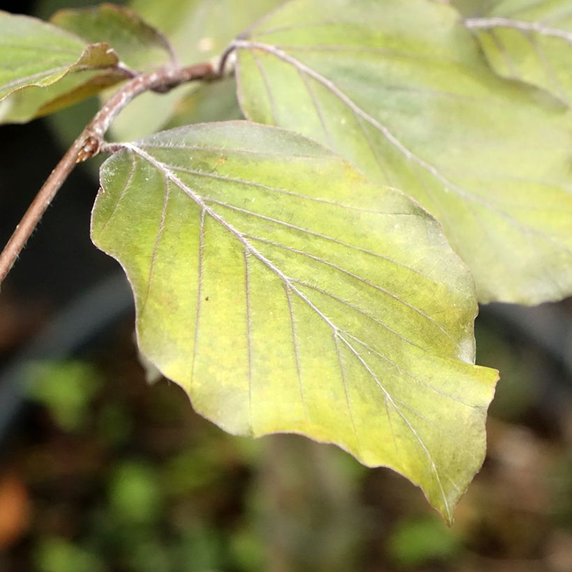 Rotbuche Swat Magret - Fagus sylvatica (Laub)