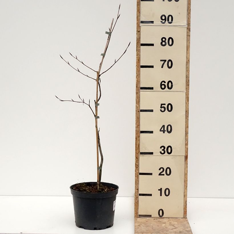 Exemplar von Rotbuche Swat Magret - Fagus sylvatica Topf mit 4L/5L wie im Winter geliefert