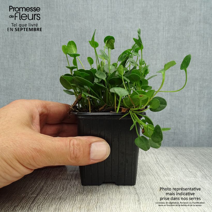 Exemplar von Falkia repens Kleine Töpfe von 8/9 cm wie im Herbst geliefert