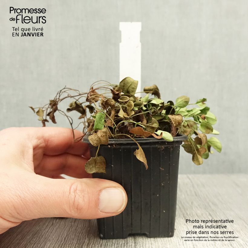 Exemplar von Falkia repens Kleine Töpfe von 8/9 cm wie im Winter geliefert