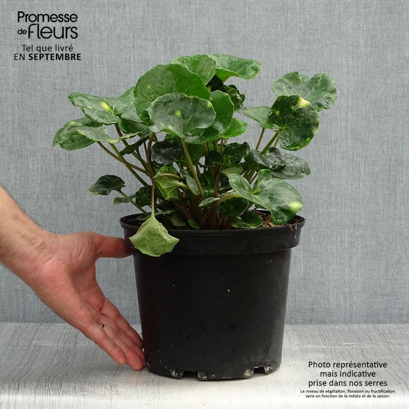 Exemplar von Farfugium japonicum Aureomaculatum - Japanischer Scheingoldkolben Topf mit 3L/4L wie im Herbst geliefert