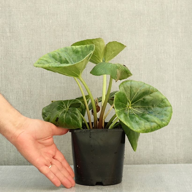 Exemplar von Farfugium japonicum Gigantea - Japanischer Scheingoldkolben Topf mit 2L/3L wie im Sommer geliefert