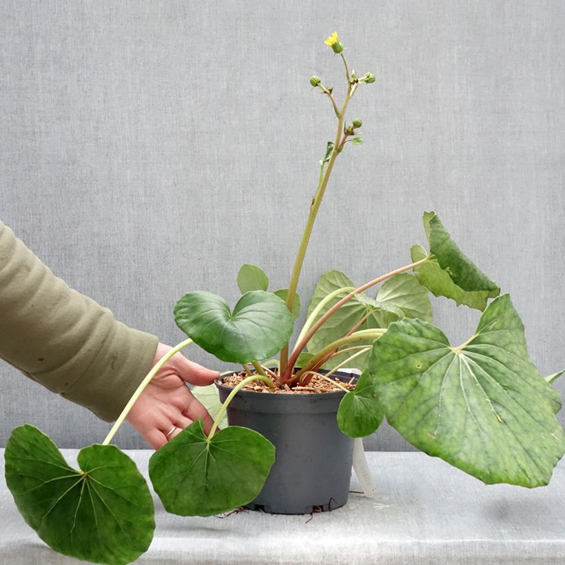 Exemplar von Farfugium japonicum - Japanischer Scheingoldkolben Topf mit 3L/4L wie im Winter geliefert