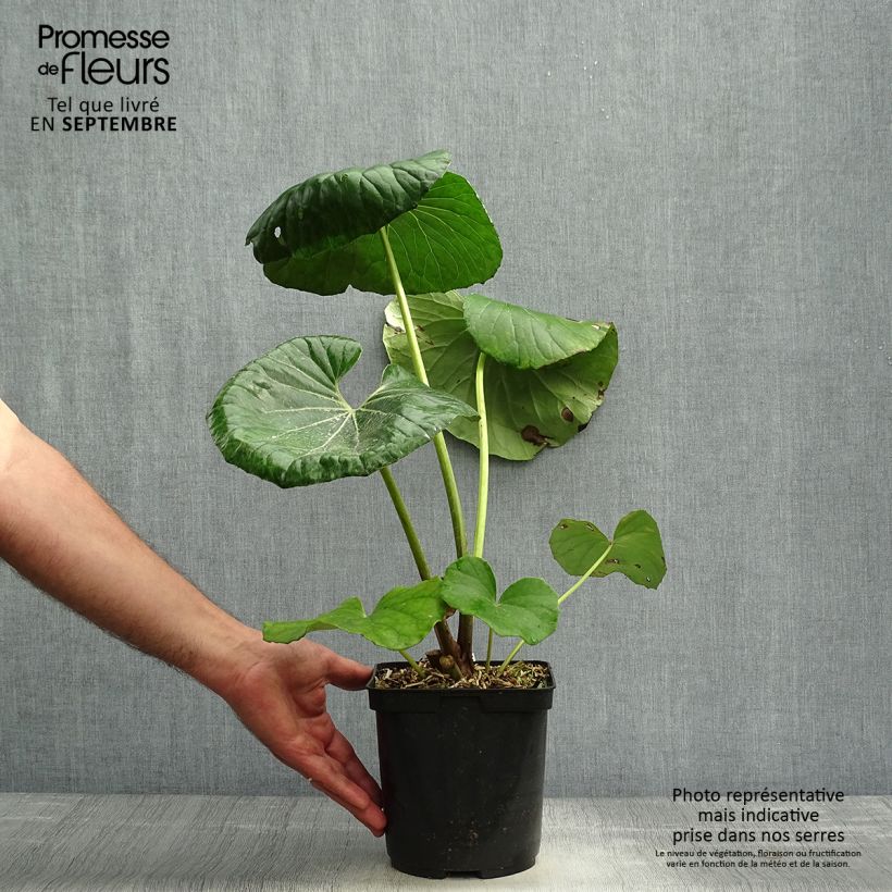 Exemplar von Farfugium japonicum - Japanischer Scheingoldkolben Topf mit 3L/4L wie im Herbst geliefert