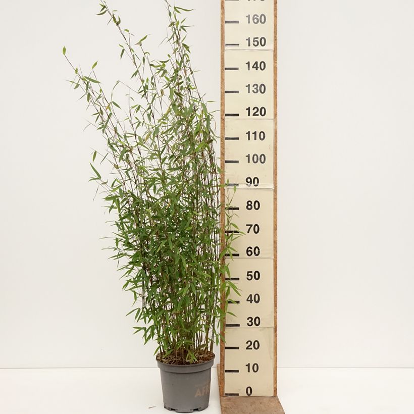 Exemplar von Fargesia Malachite Monkeys - Bambus Topf mit 7,5L/10L wie im Frühjahr geliefert