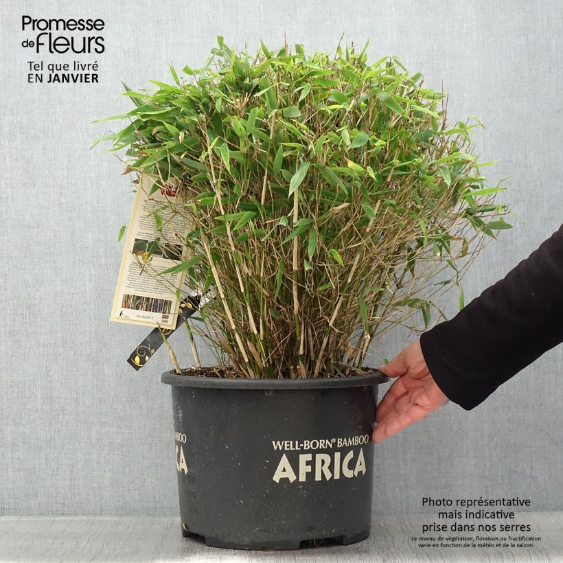 Exemplar von Fargesia Moontears - Bambus Topf mit 12L/15L wie im Winter geliefert