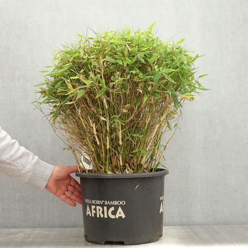 Exemplar von Fargesia Moontears - Bambus Topf mit 12L/15L, Kugel wie im Frühjahr geliefert